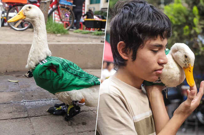 Nadie Sabe Como Se Llaman Las Mascotas De La Fifa Pero En Mexico Hay Una Que Se Ha Hecho Viral Sin La Necesidad De Predecir Los Resultados