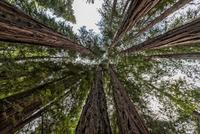 Un bosque de secuoyas en Cantabria
