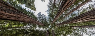 Un bosque de secuoyas en Cantabria