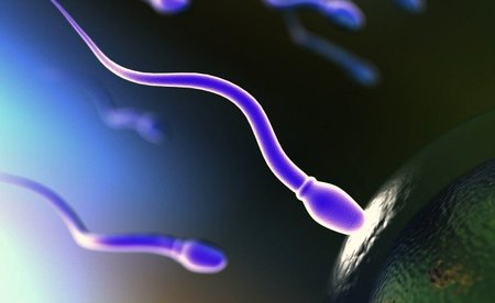 Millones de espermatozoides para un solo bebé