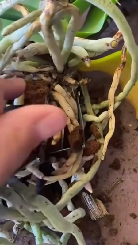 Cuidado orquídeas