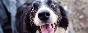 Las diez cosas que ojalá me hubiera dicho alguien antes de adoptar a mi perro