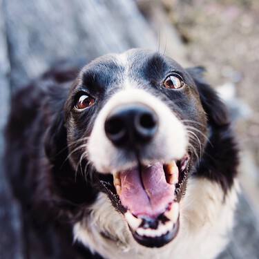 Las diez cosas que ojalá me hubiera dicho alguien antes de adoptar a mi perro