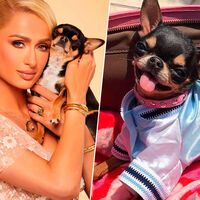 Mientras la ciencia estudia cómo alargar la vida de los perros, hay gente que los está clonando