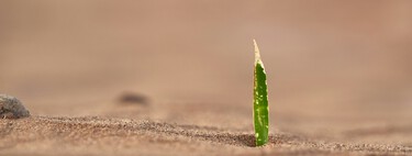 Perante os desafios climáticos, cientistas tentam criar plantas que sobrevivam às secas 