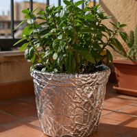 Vale a pena colocar papel alumínio nos vasos das plantas?