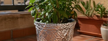 Vale a pena colocar papel alumínio nos vasos das plantas?