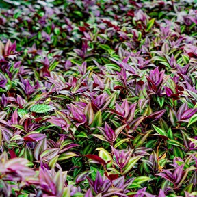 Ni verdes ni otoñales: estas plantas de hojas moradas llenan de color cualquier rincón de casa