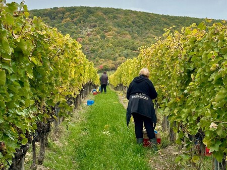 Las Vinas En Espaldera Permiten Una Mejor Maduracion De Las Uvas Aszu Ademas De Facilitar En Cierta Medida La Vendimia