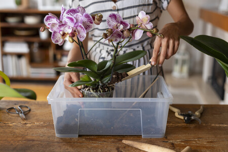 Mujer Decorando Su Casa Con Orquideas