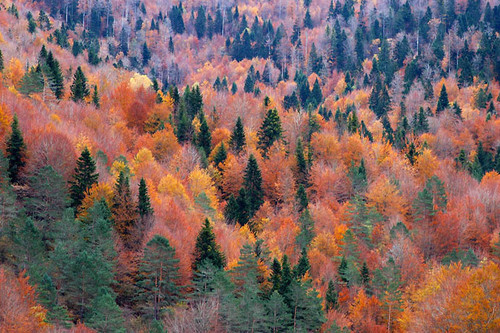 11 bosques españoles que explotan de color durante el otoño