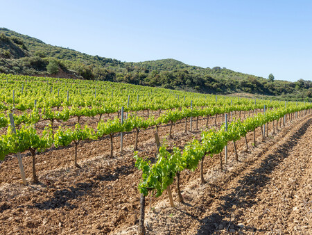 Vinedos En San Martin De Unx C Francis Vaquero Turismo De Navarra