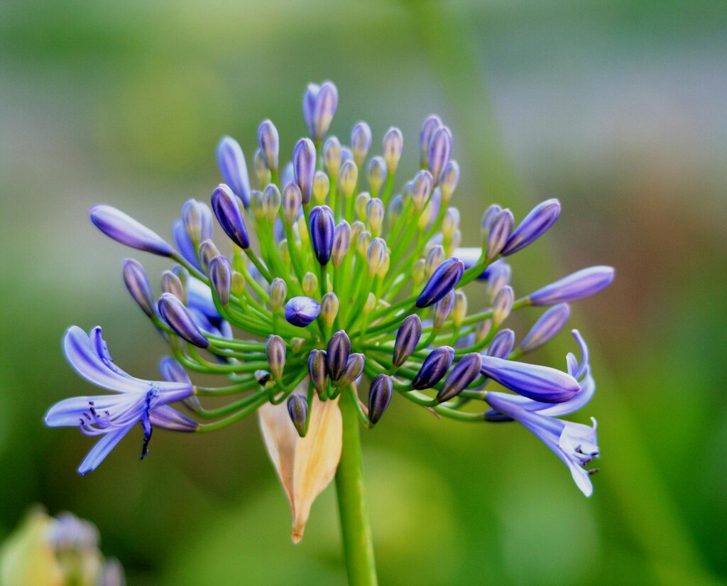 Las mejores plantas perennes con flores tolerantes a la sequía: Ocho hermosas especies que necesitan poca agua
