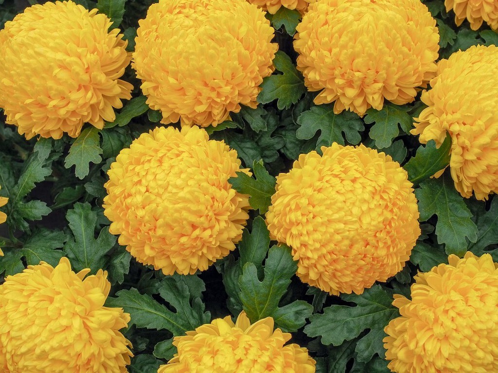Tres plantas para mantener las cucarachas fuera de casa y que son fáciles de encontrar