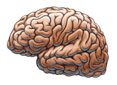 El cerebro bilingüe es más resistente al envejecimiento