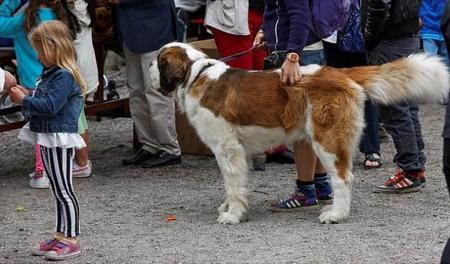 Busca en el mercado antes de hacer que tu peque se separe de sus mascotas por la alergia