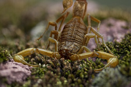 escorpião
