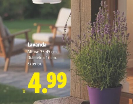 Lavanda Lidl