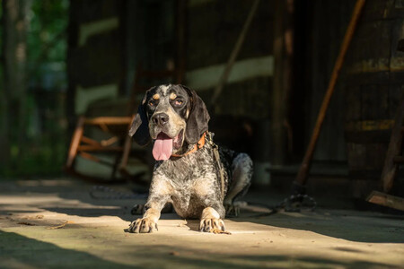 Cachorro sentado em varanda.