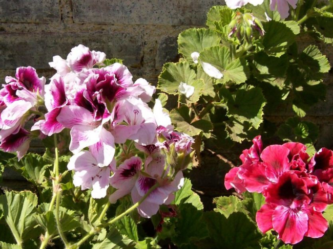 Flores