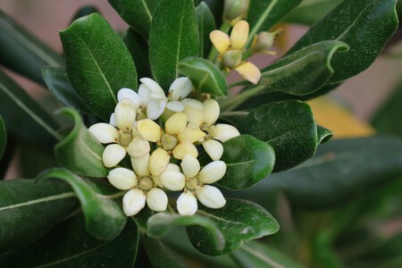 Pexels Antonio Garcia Prats 1579305 37031660