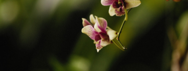El calendario de cuidados de las orquídeas: qué hacer en cada estación para que vuelvan a florecer
