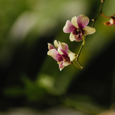 Cómo cuidar las orquídeas durante todo el año: qué hacer en cada estación para que florezcan por más tiempo