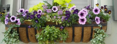 Cómo conseguir que las plantas se rieguen solas mientras estás de vacaciones: así puedes hacer tu propio hidrogel casero 
