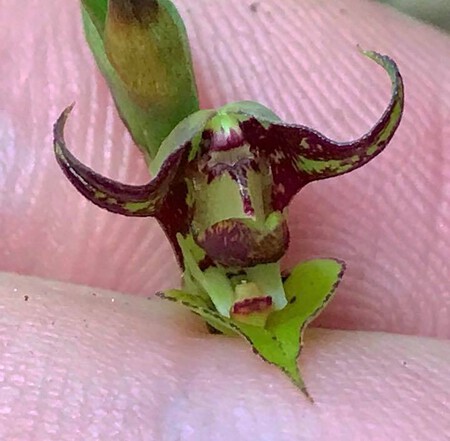Orquídea da espécie Bulbophyllum campos-portoi . Créditos: Roland Amsler