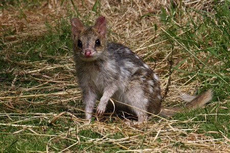 Un ejemplar de Quoll