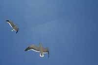 Diferencias entre la sociedad limitada y la sociedad limitada unipersonal