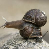 Un simple gen puede enviar un castigo divino a los caracoles: convertirlos en "zurdos"