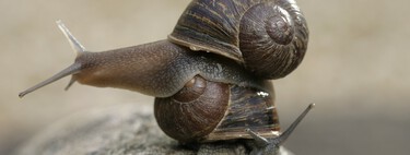 Un simple gen puede enviar un castigo divino a los caracoles: convertirlos en "zurdos"