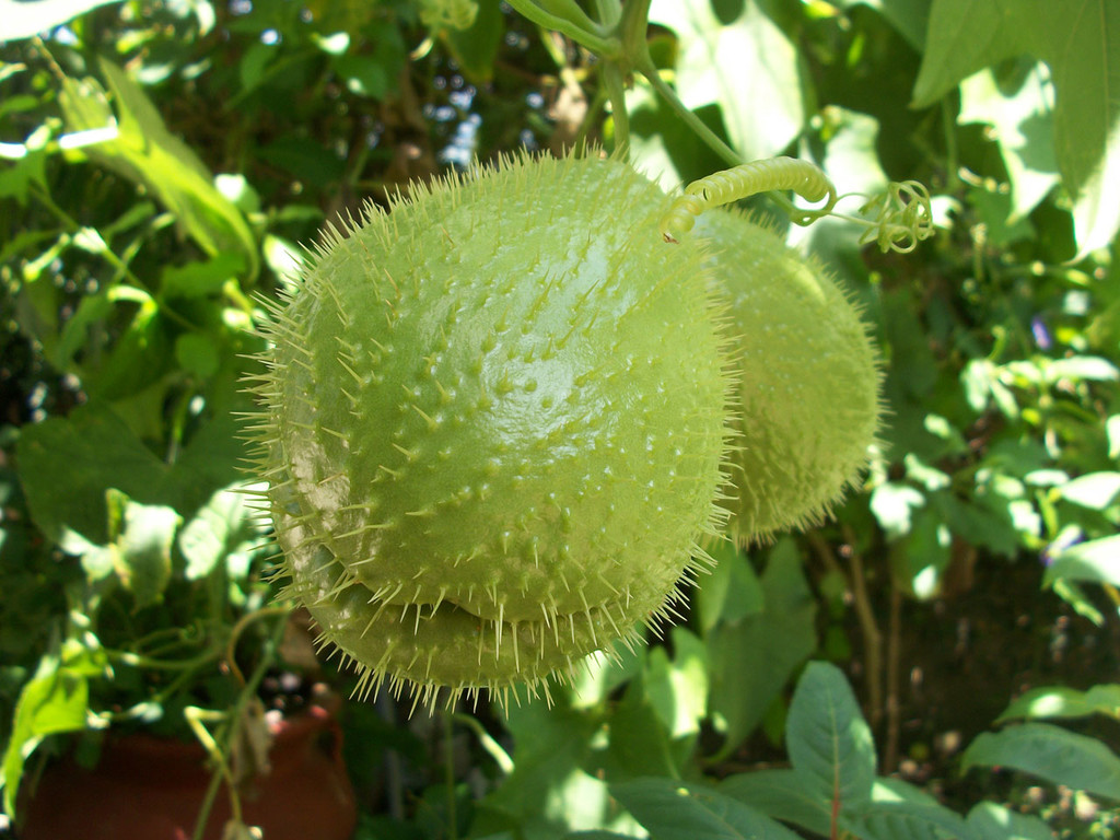El chayote El chayote