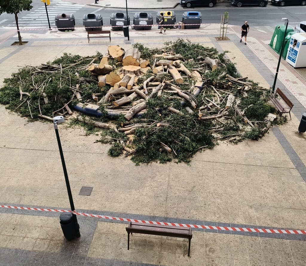 "Se ha hecho lo que se tenía que hacer": el alcalde de Málaga defiende la tala del árbol centenario que todo el barrio quería salvar