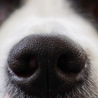 Así es cómo los perros huelen el COVID y otras enfermedades 