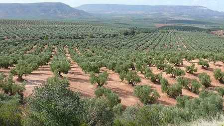 Abre las puertas Expoliva: la feria del negocio peor gestionado en el mundo