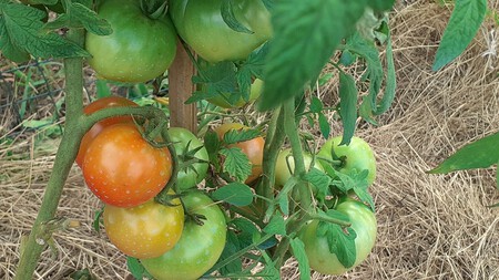 tomates