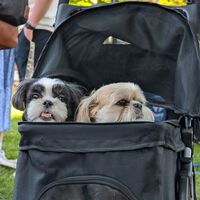 Creíamos que las mascotas estaban sustituyendo a los hijos. Un estudio sugiere justo lo contrario 