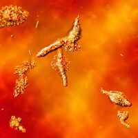 "Ameba de fogo" quebra recorde de calor para vida complexa e força reconsideração de onde procurar por vida extraterrestre 