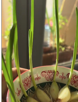 Los dientes de ajo en desarollo