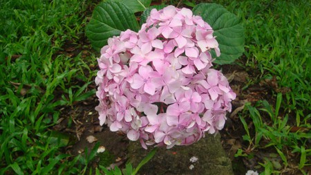Hortensias Rosas