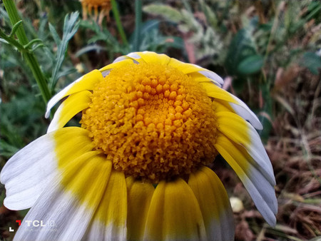 Análisis del TCL 10L