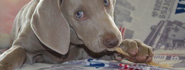 Las razones por las que te muerde un cachorro y cómo puedes evitarlo 