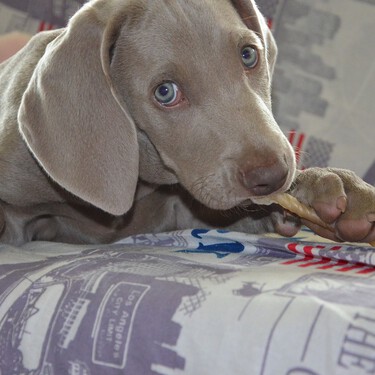 Las razones por las que te muerde un cachorro y cómo puedes evitarlo 