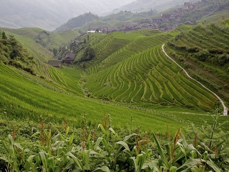 China: las terrazas de Longji o la Columna del Dragón