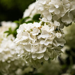 Aldi llenará mañana sus tiendas de hortensias: la flor que simboliza la pureza y es ideal como regalo del día de la madre