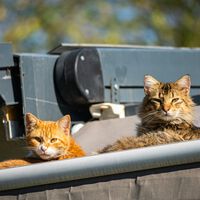 En Alicante, la Ley de Bienestar Animal ha puesto en pie de guerra a las asociaciones por un asunto: las colonias felinas