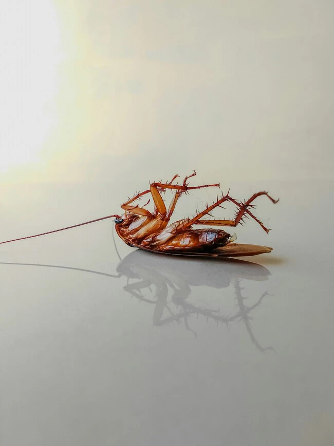 Taufik Sopan Ansori Hip 9ofcp7e Unsplash