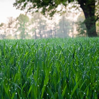 El olor a lluvia tiene nombre, y la ciencia ha conseguido demostrar por qué nos gusta tanto